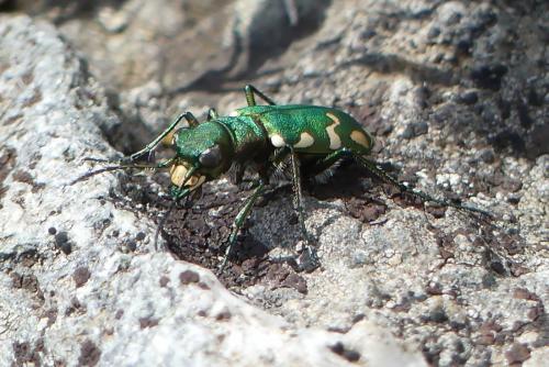 Réf. 213 210 : Cicindela gallica